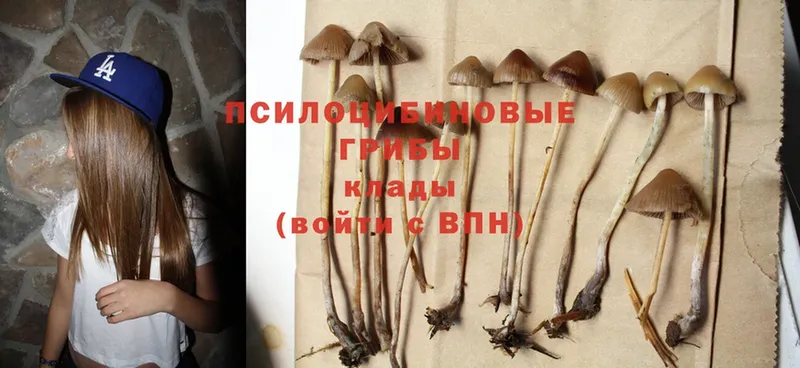 цена наркотик  Надым  Псилоцибиновые грибы Psilocybine cubensis 